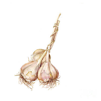 Garlic Paintings | Fine Art America