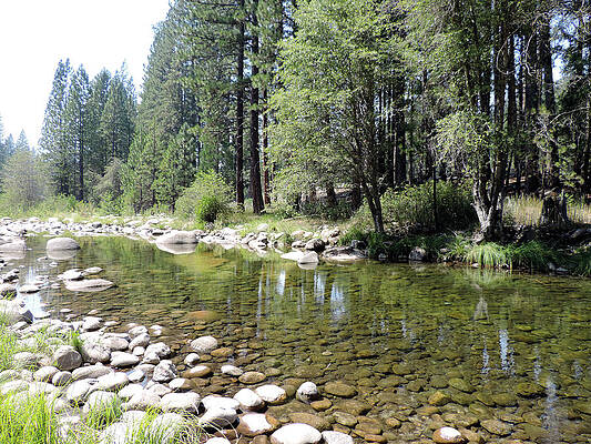 Wall Art - Photograph - Wawona 3 #1 by Eric Forster