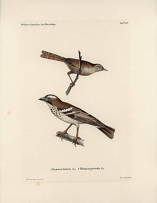 Wall Art - Drawing - White-browed Sparrow-weaver and Grass or Bush Warbler #1 by J D L Franz Wagner