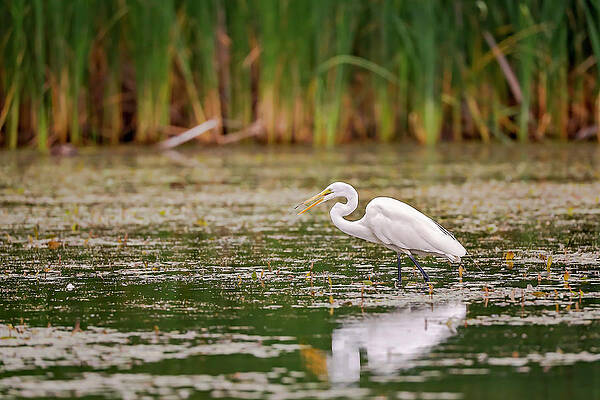 Wall Art - Photograph - White, Great Egret #1 by Peter Lakomy
