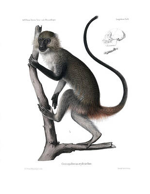 Wall Art - Drawing - White Throated Guenon, Cercopithecus albogularis erythrarchus by J D L Franz Wagner