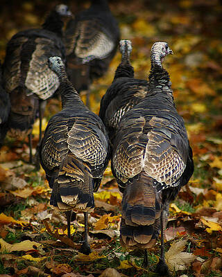 Wall Art - Photograph - Wild Turkey #1 by Scott Hovind