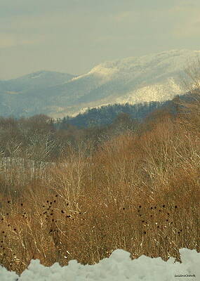 Winter by Susan Hawk