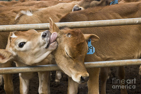 Wall Art - Photograph - Young Jersey Calves #1 by Inga Spence