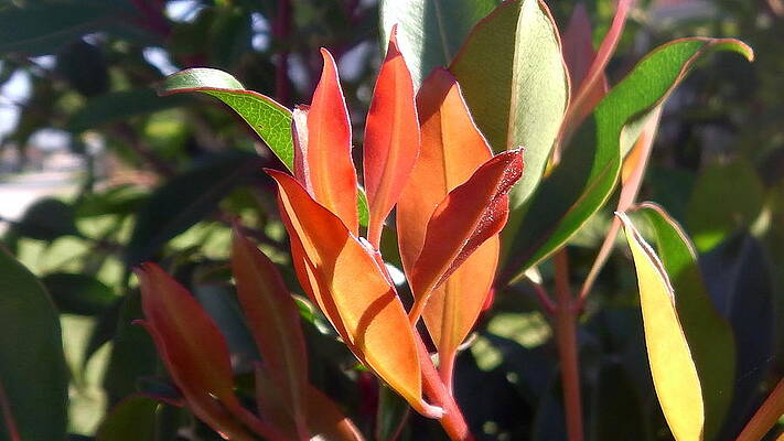 Australia - Metrosideros Foliage by Jeffrey Shaw