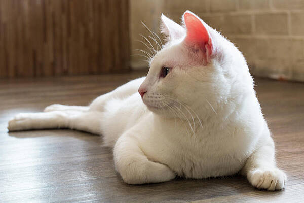  Photograph - Cat,kitty Isolate On Background,front View From The Top, Technic #10 by Suthiporn Hanchana