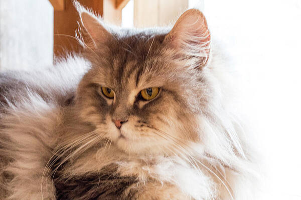  Photograph - Cat,kitty Isolate On Background,front View From The Top, Technic #12 by Suthiporn Hanchana