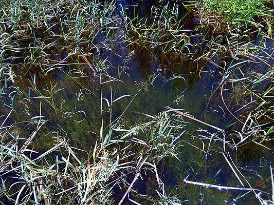 Wall Art - Photograph - 168 Pond by Eric Forster