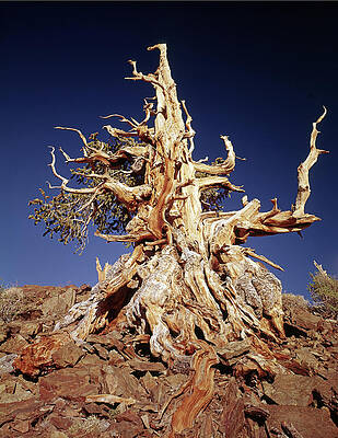 Wall Art - Photograph - 1N6911 Ancient Bristlecone Pine by Ed Cooper Photography