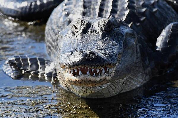 American Alligator by David Campione American Alligator by David Campione