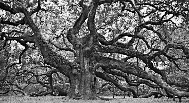 Angel Oak by Steven Liveoak Angel Oak by Steven Liveoak