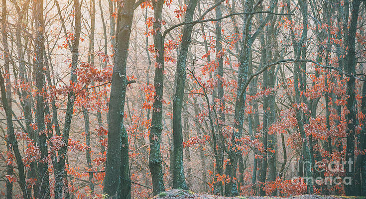 Wall Art - Photograph - Autumn forest #2 by Jelena Jovanovic