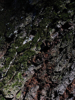 Bark by Stanislav Martynov