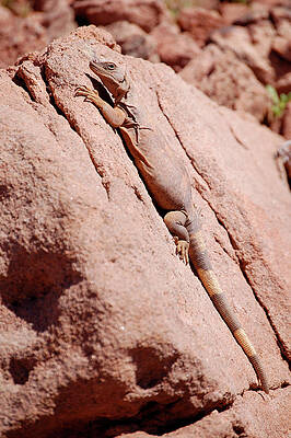 Wall Art - Photograph - Chuckwalla, Sauromalus ater #2 by Breck Bartholomew