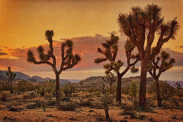 Wall Art - Photograph - Early Light at Joshua Tree #2 by Theo O'Connor