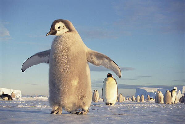 Wall Art - Photograph - Emperor Penguin Aptenodytes Forsteri #2 by Tui De Roy