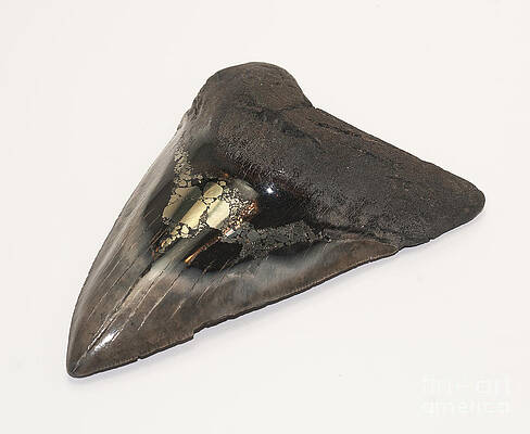 Wall Art - Photograph - Fossilized Shark Tooth #2 by Scott Camazine
