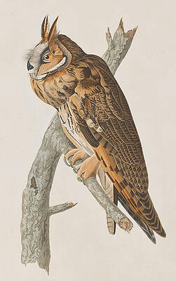 Wall Art - Painting - Long-eared Owl by John James Audubon