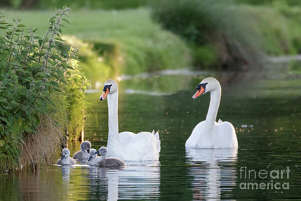 Mute Swan - Cygnus olor - adult and cute fluffy baby cygnets, swim by Paul Farnfield Mute Swan - Cygnus olor - adult and cute fluffy baby cygnets, swim by Paul Farnfield
