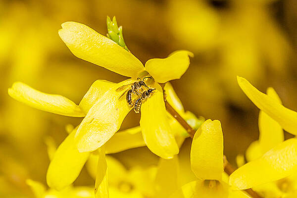 Wall Art - Photograph - Pair of bees #2 by SAURAVphoto Online Store