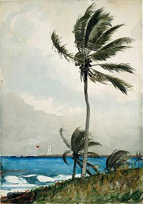 Palm Tree Nassau Print by Winslow Homer