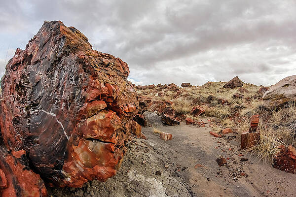Wall Art - Photograph - Petrified log in the Petrified Forest #2 by SAURAVphoto Online Store