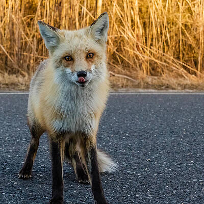 Wall Art - Photograph - Red fox #2 by SAURAVphoto Online Store