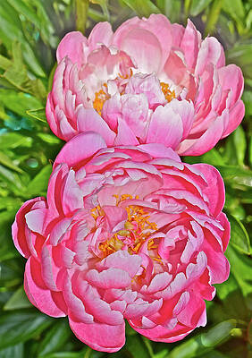 2016 Early June Coral Supreme Peonies by Janis Senungetuk 2016 Early June Coral Supreme Peonies by Janis Senungetuk