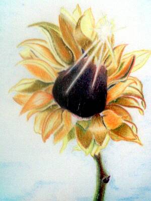 Wall Art - Drawing - Untitled  #31 by Donald C-Note Hooker