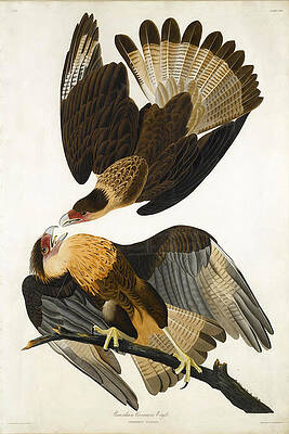 Brasilian Caracara Eagle Print by John James Audubon
