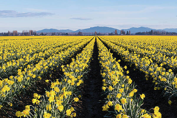 Wall Art - Digital Art - Daffodils In Skagit Valley #3 by Michael Lee