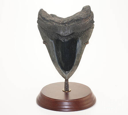 Wall Art - Photograph - Fossilized Shark Tooth #3 by Scott Camazine