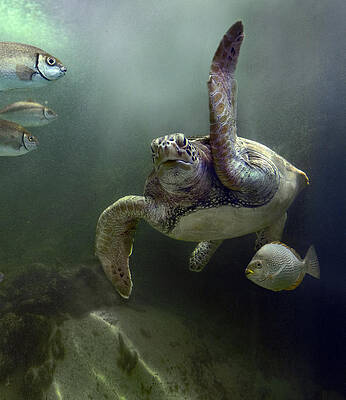 Wall Art - Photograph - Green Sea Turtle Chelonia Mydas #3 by Tim Fitzharris