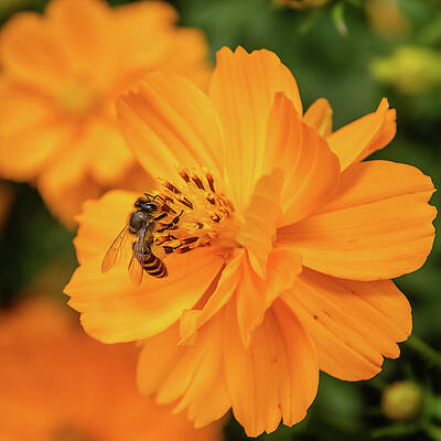 Wall Art - Photograph - Pollination #3 by SAURAVphoto Online Store