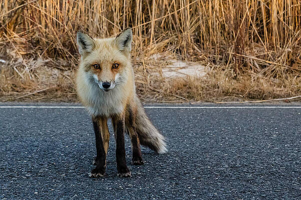 Wall Art - Photograph - Red fox #3 by SAURAVphoto Online Store