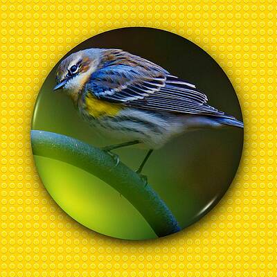 Yellow-rumped Warbler by Robert L Jackson Yellow-rumped Warbler by Robert L Jackson