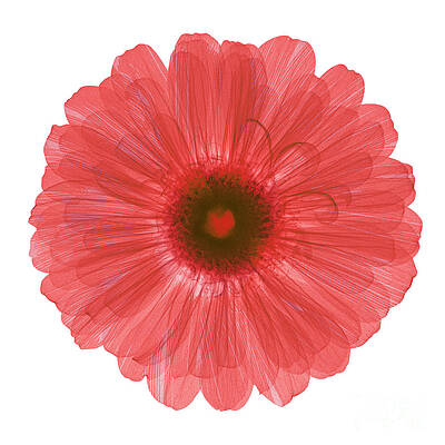 Wall Art - Photograph - Zinnia Flower, X-ray #4 by Ted Kinsman