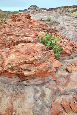 Wall Art - Photograph - Colorful Sandstone in Valley of Fire #32 by Ray Mathis
