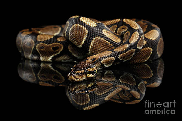 Wall Art - Photograph - Ball or Royal python Snake on Isolated black background #4 by Sergei Taran