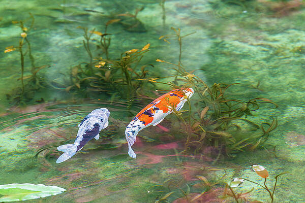 Colored Carp at Monet's Pond by Hisao Mogi Colored Carp at Monet's Pond by Hisao Mogi