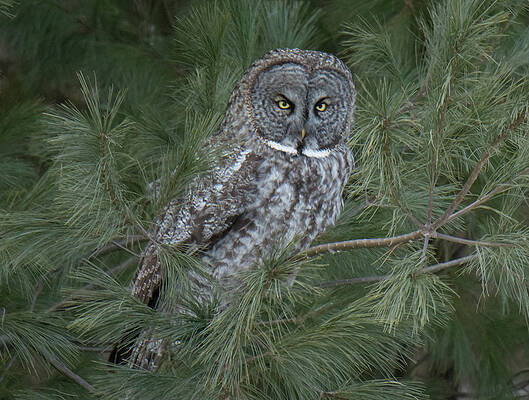 In the Tree by Judd Nathan