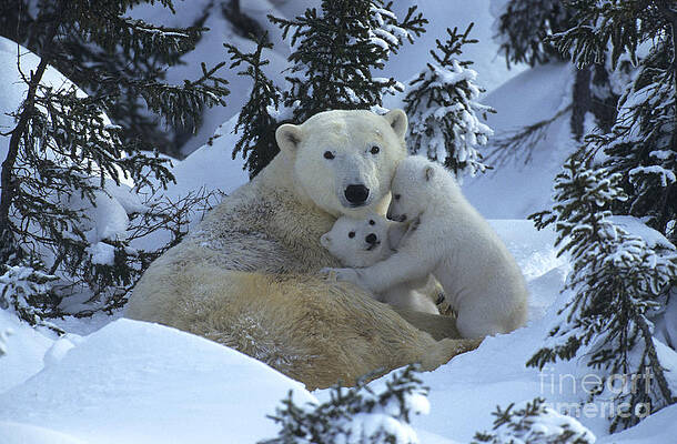 Wall Art - Photograph - Polar Bear And Cubs #4 by Jean-Louis Klein & Marie-Luce Hubert