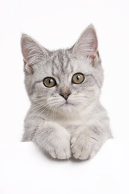 Wall Art - Photograph - Scottish Fold Cat #4 by Jean-Michel Labat