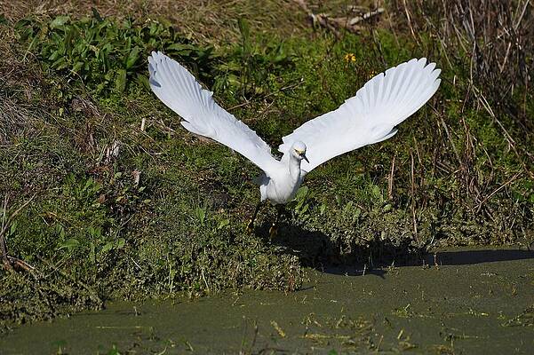 Snowy Egret by David Campione Snowy Egret by David Campione