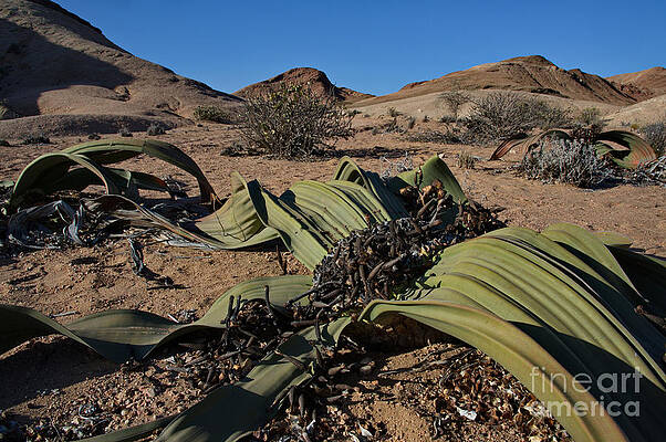 Wall Art - Photograph - Welwitschia Plant #4 by Francesco Tomasinelli