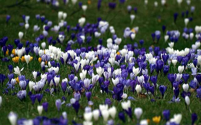 Wall Art - Digital Art - Crocus #5 by Super Lovely