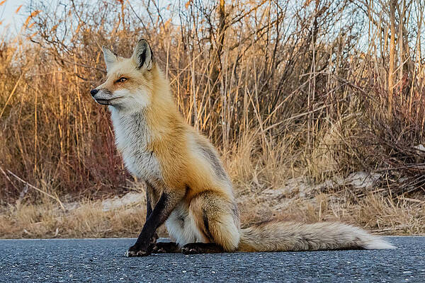 Wall Art - Photograph - Red fox #5 by SAURAVphoto Online Store