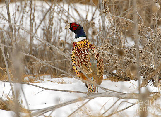 Ring Necked Pheasant by Dennis Hammer Ring Necked Pheasant by Dennis Hammer