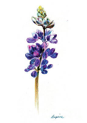 lupine drawings fine art america