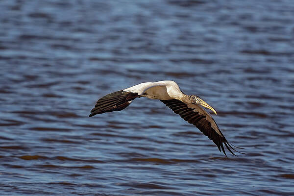 Wall Art - Photograph - Wood Stork #7 by Peter Lakomy